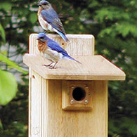 Ultimate Bluebird House