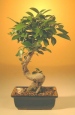 Taiwan Ficus - Curved Shaped Trunk (ficus retusa)