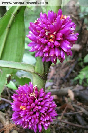 Amischotolype - Rare Bromeliad Seeds