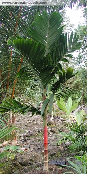 Areca macrocalyx Palm